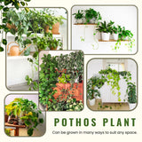 3 Mixed Pothos Plants in 4" Pot, 3-6" Tall Plant, Assorted Pothos Houseplants for Home and Office
