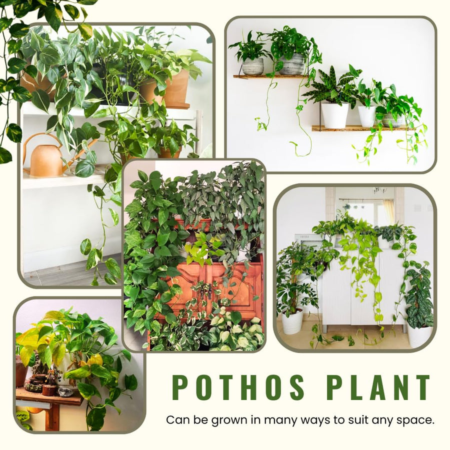 3 Mixed Pothos Plants in 4" Pot, 3-6" Tall Plant, Assorted Pothos Houseplants for Home and Office