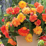 Begonia Live Plant Outdoor, Can Grow As Weeping Begonia, Orange Yellow Begonia, Fast-Growing, Easy-Care Flowering Plant for Gardens Containers, 5-9” Tall, No Pot, Begonia Maculata Plants