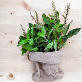Holy Basil Live Plant in Half Gal Pot, Edible Basil Herb for Planting, Hardy, Perennial Herbs for Outdoor Garden, 8-12 Inches