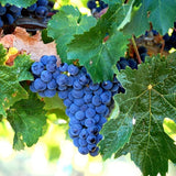 Blue Black Seedless Grape Vines Trees Live Plants, Well-Rooted 1 to 2 Years Old, Grapes Plant Live for Outdoor Planting, Zones 3-9
