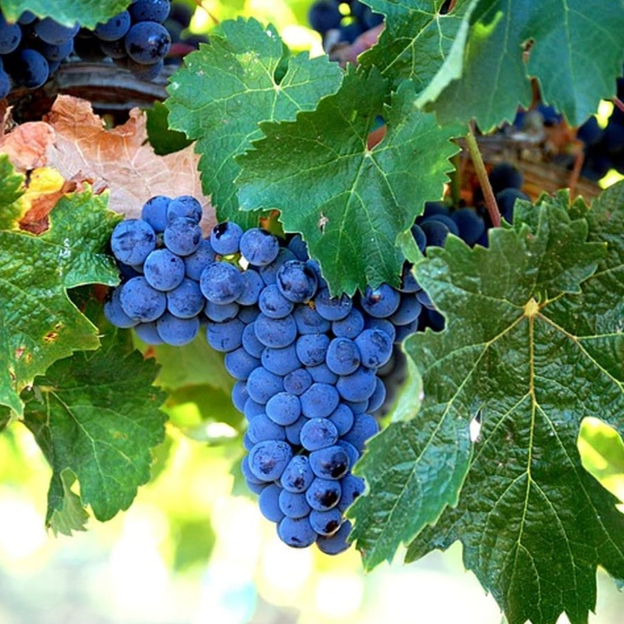 Blue Black Seedless Grape Vines Trees Live Plants, Well-Rooted 1 to 2 Years Old, Grapes Plant Live for Outdoor Planting, Zones 3-9