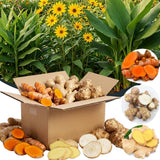 9 Edible Root Plants of Ginger Roots, Turmeric Roots, Jerusalem Artichoke Tubers, Large Size, Fresh & Ready to Grow in Garden, Each Types 3 Tubers Rhizomes