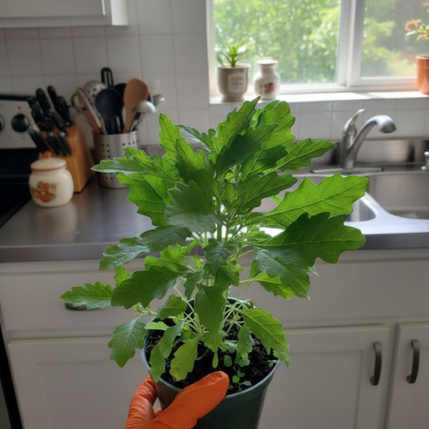 Epazote Plant Live 4-7 Inches, Fragrant Herb Well Rooted in 4″ Pot, Outdoor Garden or Container Growing