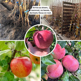 River Apple Tree Live Plant, Apple Plants Live for Planting 2 to 3 Feet Tall, Live Apple Tree Plant Live, Apple Fruit Tree, Bareroots