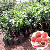 Sweet Heart Lychee Tree Live Plant 10-12 Inch Tall, Sweet Lychee Plant Live, Tropical Litchi Fruit Tree, Half Gallon Pot