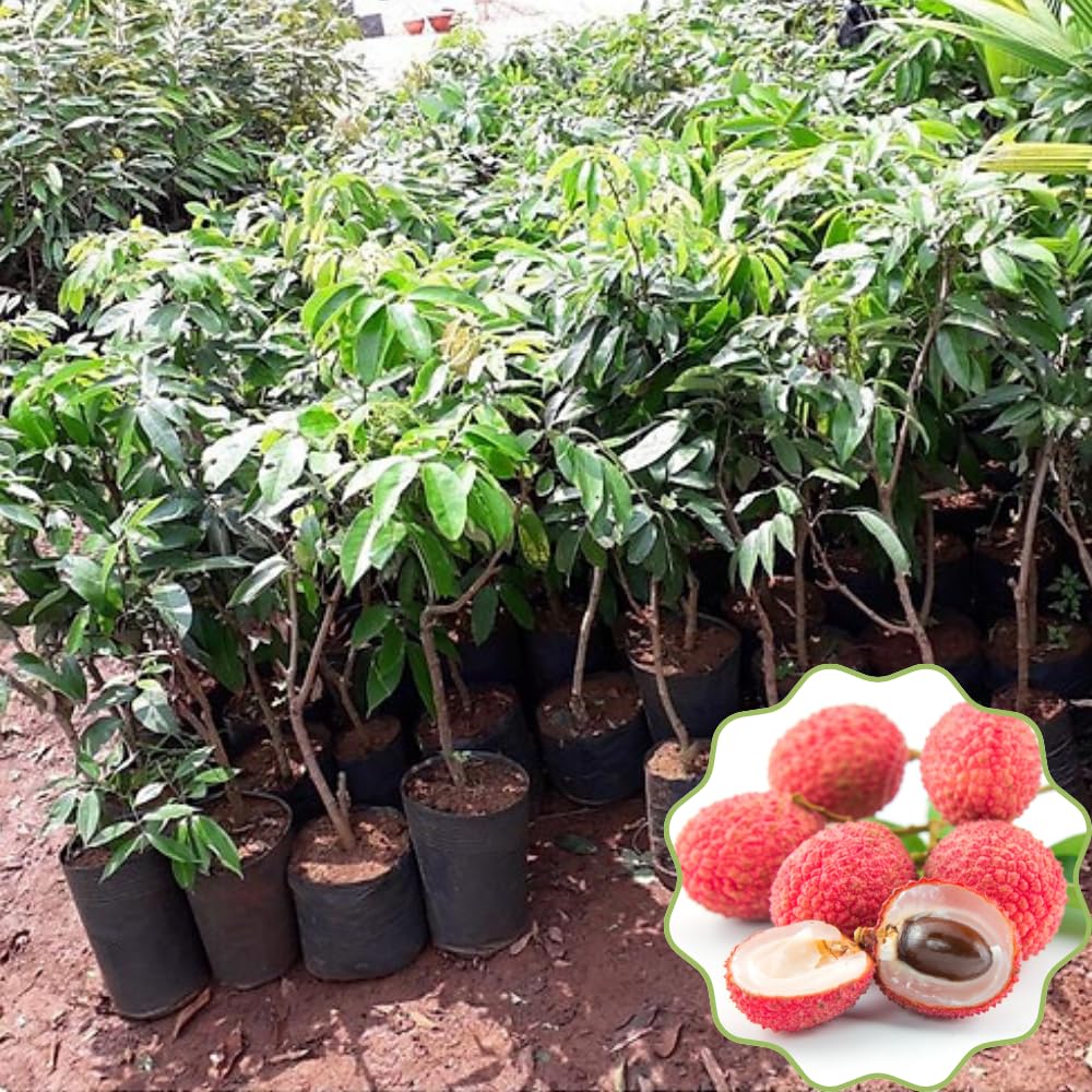 Sweet Lychee Tree Live Plant, in Half Gallon Pot, 10-12 Inc Tall, Lychee Plant Live, Tropical Litchi Fruit Tree