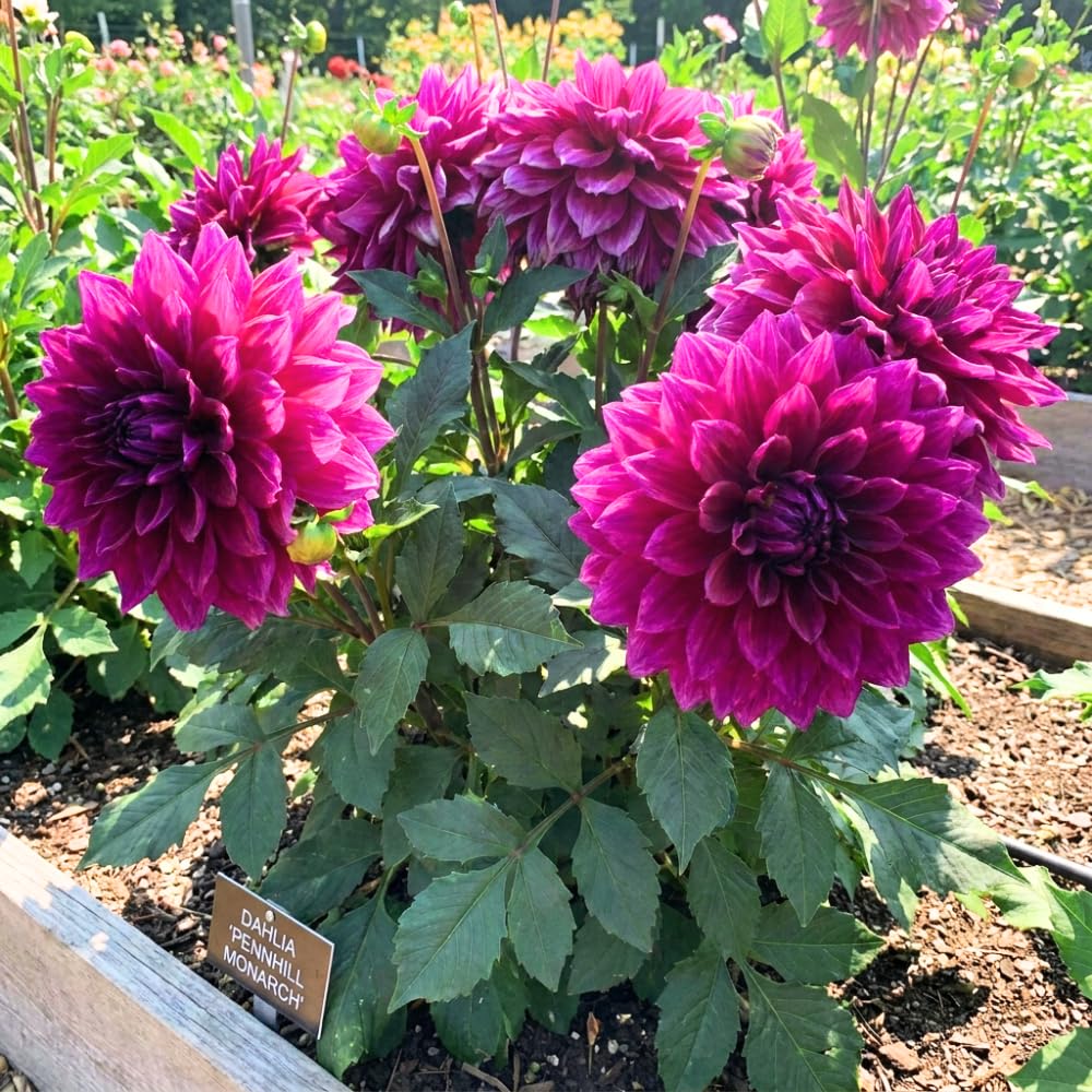 Dahlia Clump for Planting, Purple Dahlia Flower for Summer Blooms, Large and Vibrant Flowers, Suited for Zones 8 to 11