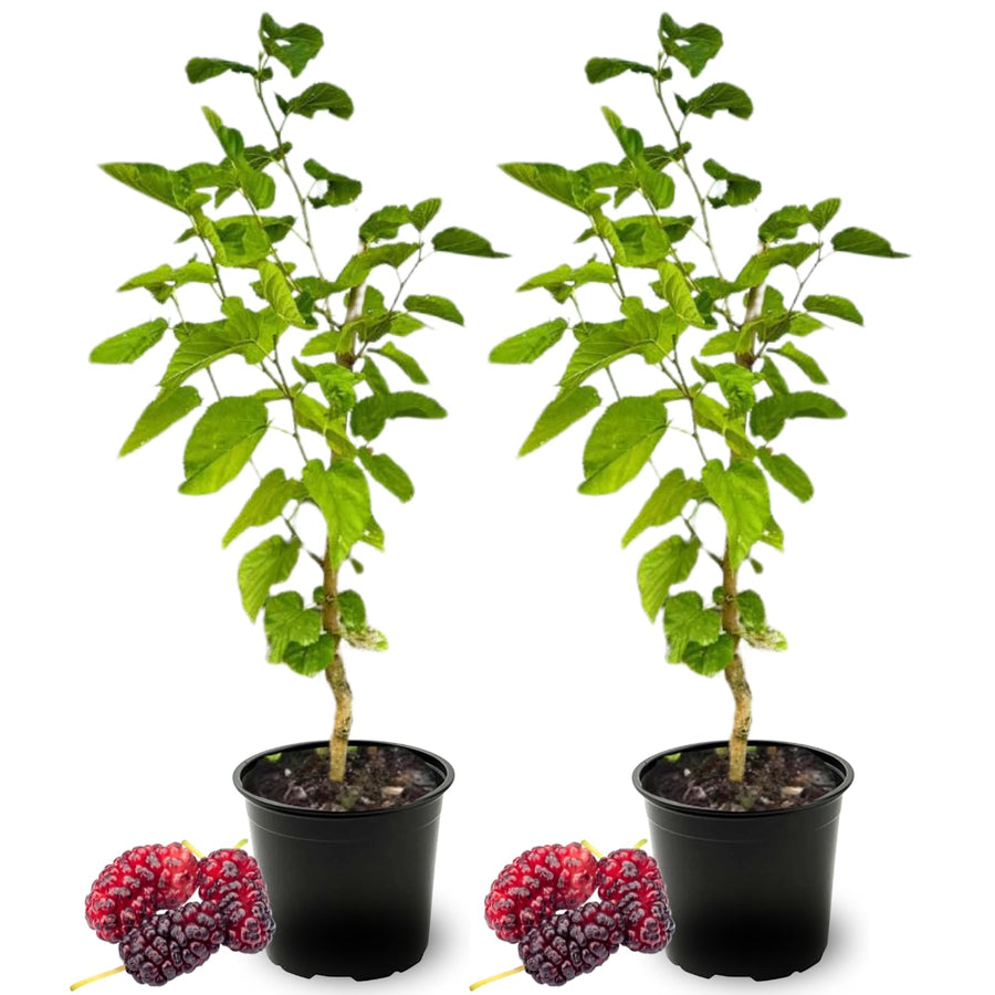 2 Dwarf Mulberry Plants Live, Everbearing Mulberry Trees Live Plant 6 to 12 Inch Tall, in 3.5" Pot, Sweet Mulberry Fruit Plant