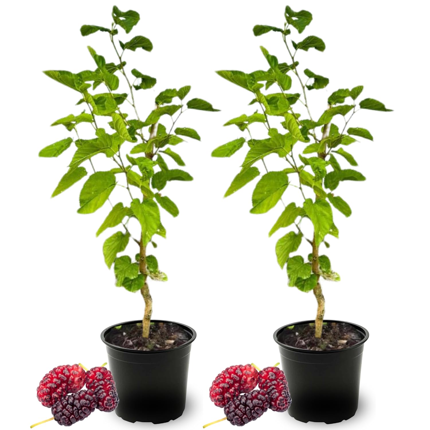 2 Dwarf Mulberry Plants Live, Everbearing Mulberry Trees Live Plant 6 to 12 Inch Tall, in 3.5" Pot, Sweet Mulberry Fruit Plant