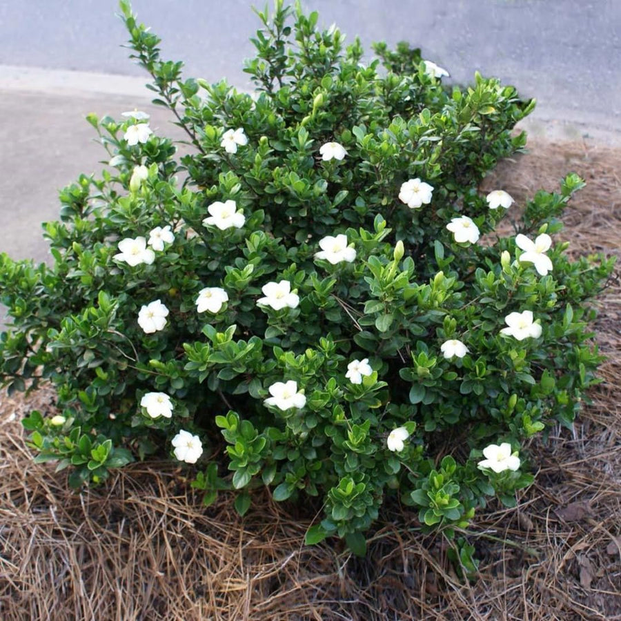 Live White Gardenia Plant, Fragrant Jasmine Gardenia Flower Plant, 5-7 Inches Tall in 3.5 Inch Pot, Well-Rooted, Ready to Grow Indoors or Outdoors