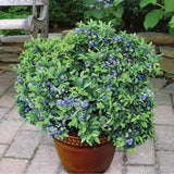Ready Bear Fruit Blueberry Bushes Live Plant, 2-2.5 Ft Tall, Edible Fruit Bearing Sweet Blueberry Fruit Trees for Outdoor Indoor Planting