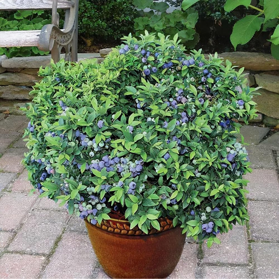 Ready Bear Fruit Blueberry Bushes Live Plant, 2-2.5 Ft Tall, Edible Fruit Bearing Sweet Blueberry Fruit Trees for Outdoor Indoor Planting