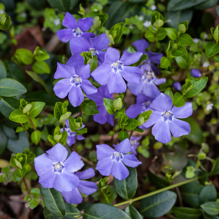 2 Vinca Minor Live Vines in 4 Inch Pot, Periwinkle Ground Cover Plant for Shade and Sun, Trailing Vine for Garden