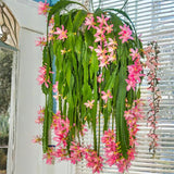 1 Feet Epiphyllum Orchid Cactus Plants Live, Vibrant Color Orchird Cactus Fully-Rooted in 4" Pot, Cold Hardy, Fragrant (Pink)