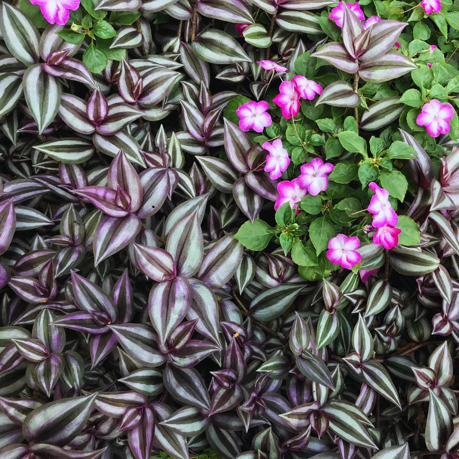 2 Purple Wandering Jew Live Plants, Tradescantia Wandering Jew Plants Live, Succulent Plant Live, 2 Inc Potted