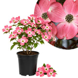 Pink Dogwood Live Tree in Quart Pot, Flowering Ornamental Trees for Outdoor Garden, Pink Blooms Spring Tree 8-14 Inches Tall