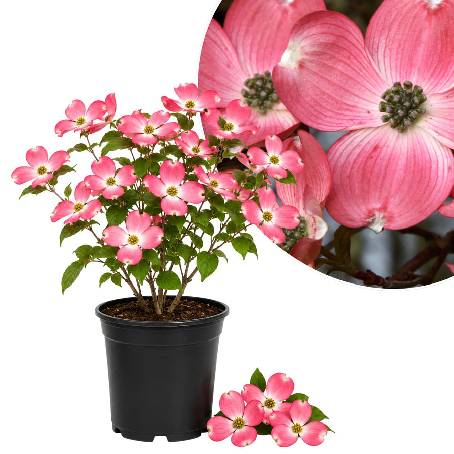 Pink Dogwood Live Tree in Quart Pot, Flowering Ornamental Trees for Outdoor Garden, Pink Blooms Spring Tree 8-14 Inches Tall