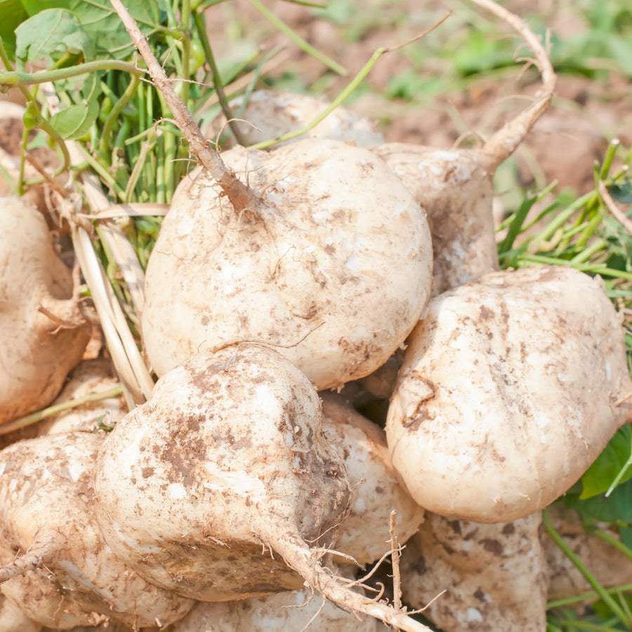 96 Heirloom Jicama Seeds, Jimaca Climbing for Vegetable Gardening