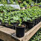 Sugar Watermelon Live Vine Plant, 5 Inches Tall in 4 Inch Pot, Watermelon Fruit Vine, Sweet Fruit Plant for Outdoor Garden