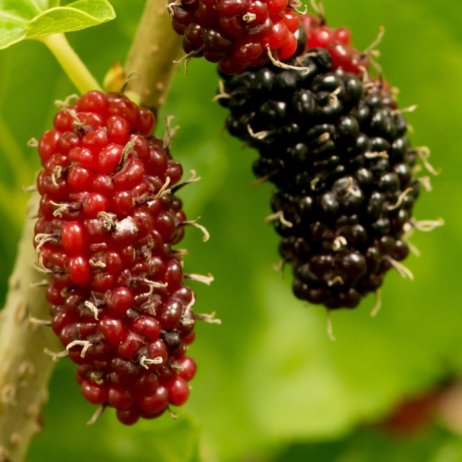 3 Years Old Red Mulberry Tree Live Plant, Ready to Bear Fruit, High Yielding, Zones 9-11, Size 2-3 Feet