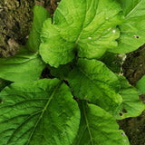 500 Florida Broadleaf Mustard Seeds, Green Mustard Vegetable Seed for Outdoor Garden, Easy Care for