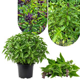 12 Plants of Basil Plants, Live Basil Plants for Growing Indoors Outdoors, 5-6'' Long Size Plant, Ready to Plant