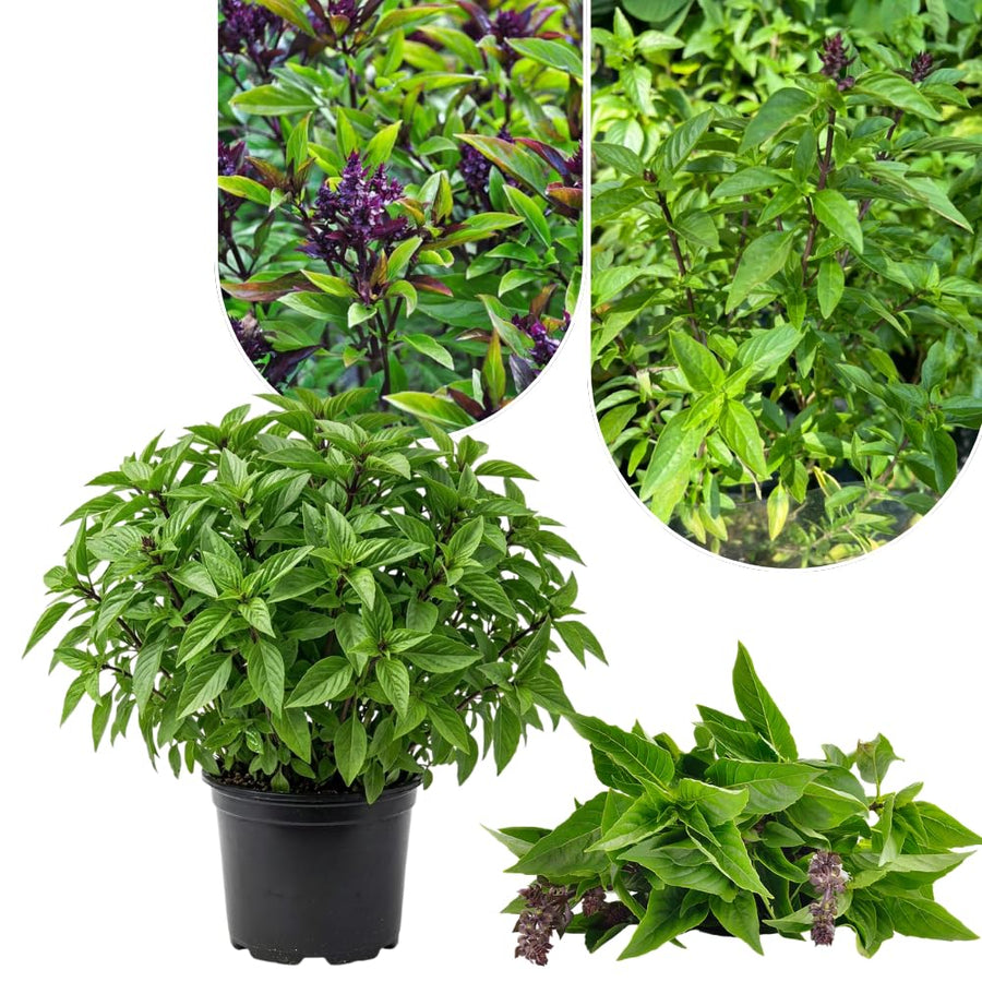 12 Plants of Basil Plants, Live Basil Plants for Growing Indoors Outdoors, 5-6'' Long Size Plant, Ready to Plant