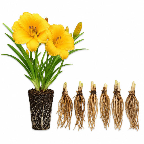 5 Pale Yellow Daylily Roots, Hardy Perennial Flower for Garden Beds and Borders Planting, Easy Care, Ready to Grow