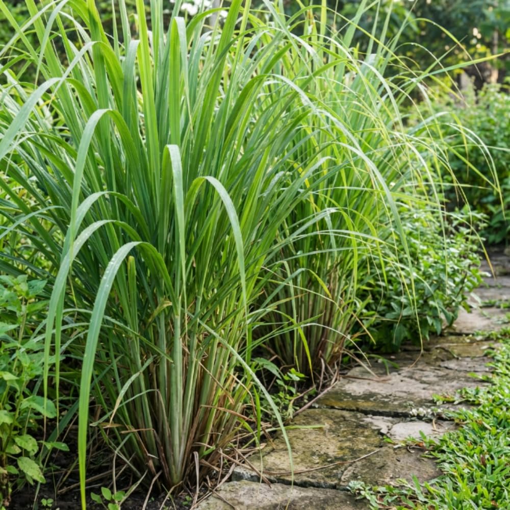 800 Lemongrass Seeds, Perennial Lemon Grass Herb, Lemongrass for Outdoor Landscape