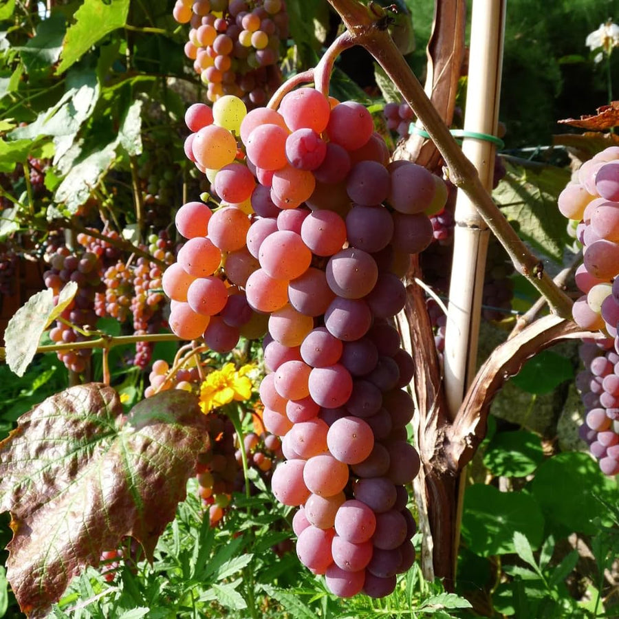Red Grape Vine Plant Live for Planting 1-2 Years Old, Sweet Grape Plant Live Grape Tree, Grape Fruit Tree for Planting
