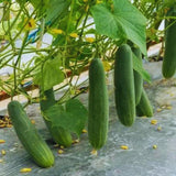 600+ Green Cucumber Seeds for Planting, Cucumber Vegetable Plant Seeds Garden, Vegetanle Seed
