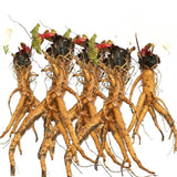Pack 5 Rhubarb Plants Roots for Planting, Large Rhubarb Plants Live Root for Planting Outside, 4 to 6 Inc Tall, Perennial Vegetable Plant for Backyard Gardens, Large Roots