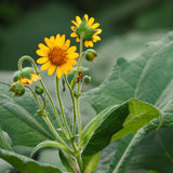 Set 4 Yacon Plants Live, Ground Apple Yacon Live Plants, 4-8 Inc Tall, Yacon Vegetable Home Garden