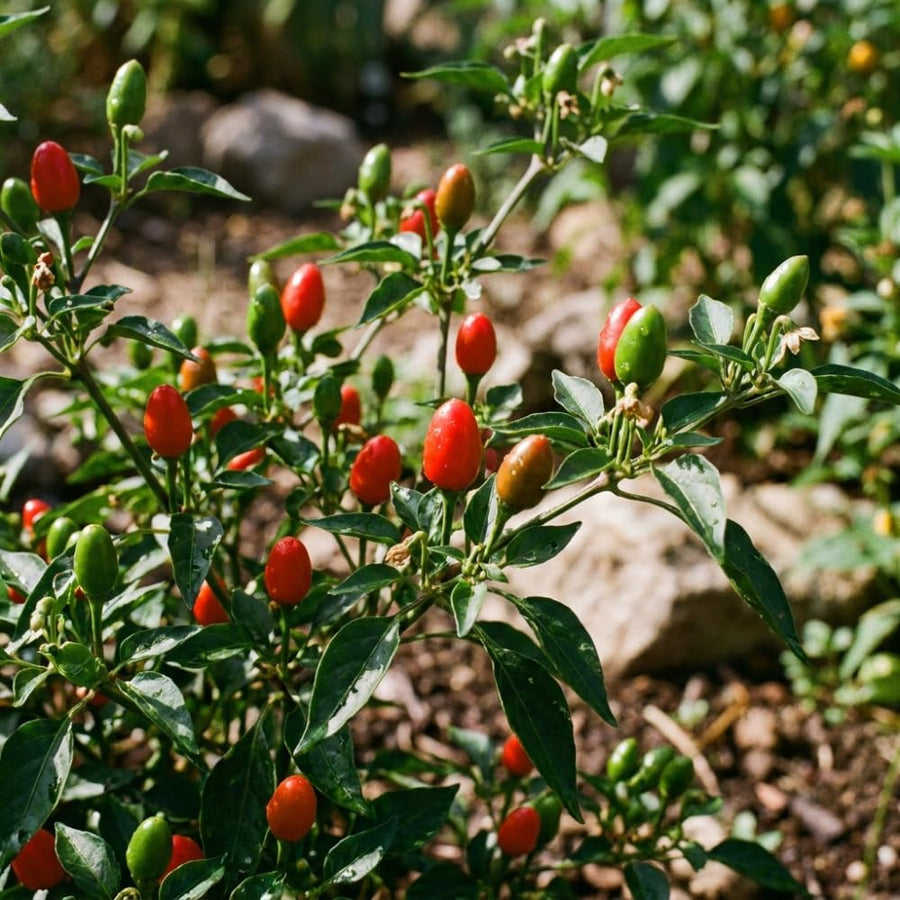 Set 200 Pequin Chili Pepper Seeds, Hot Pepper Seeds for Planting, Heirloom Pequin Peppers Plant for Indoor Outdoor Planting