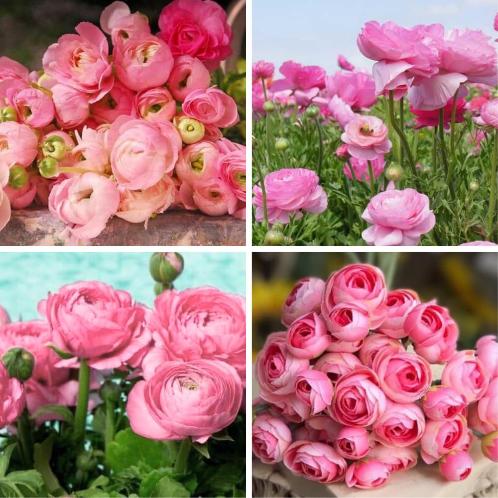 Ranunculus Bulbs, 25 Ranunculus Bulbs, French Peony Style Buttercup Corms, Spring Blooming Garden Flowers, Vibrant Flower Plant (Pink Ranunculus)