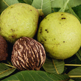 Black Walnut Tree Live Plant, 6 to 8 Inc Tall, Walnut Plant Live, Fruit Tropical Garden