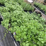 Orange Mint Plant in 3.5'' Pot, Fragrant, Hardy, Perennial Herbs for Planting Indoor Outdoor