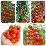 Tomato Plant Live, Tomato Cherry Red Plant 8-10'' Height, 4 Inches Pot, Vegetable Plant for Outdoor Garden