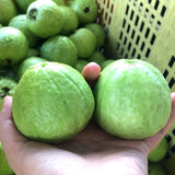 White Guava Tree Live Plant, 5 to 9 Inc, Guava Plant, Edible Home Garden Fruit Starter Planting
