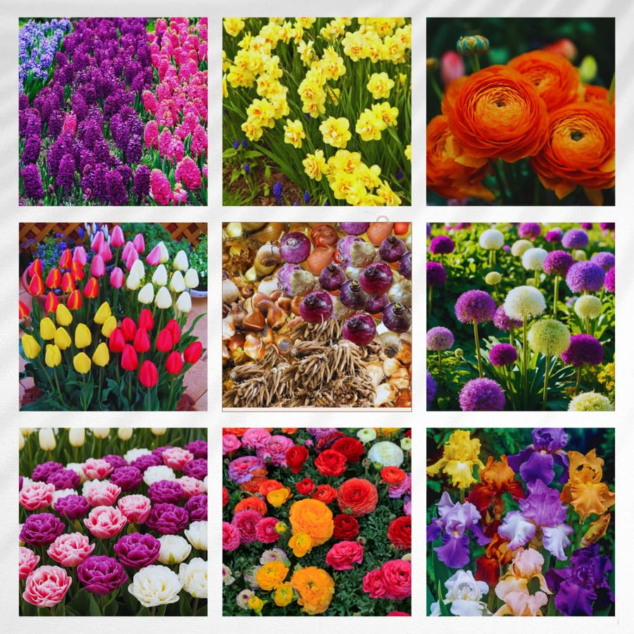 40 Mix Spring Flower Bulbs for Fall Planting, Colorful Flower Bulbs Perennial Outdoor, Top Size Bulb