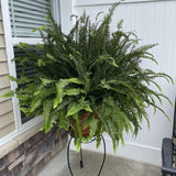 5 Lady Fern Rhizomes Plant, Fern Roots for Planting, Hardy Perennial Shade Garden Flowers