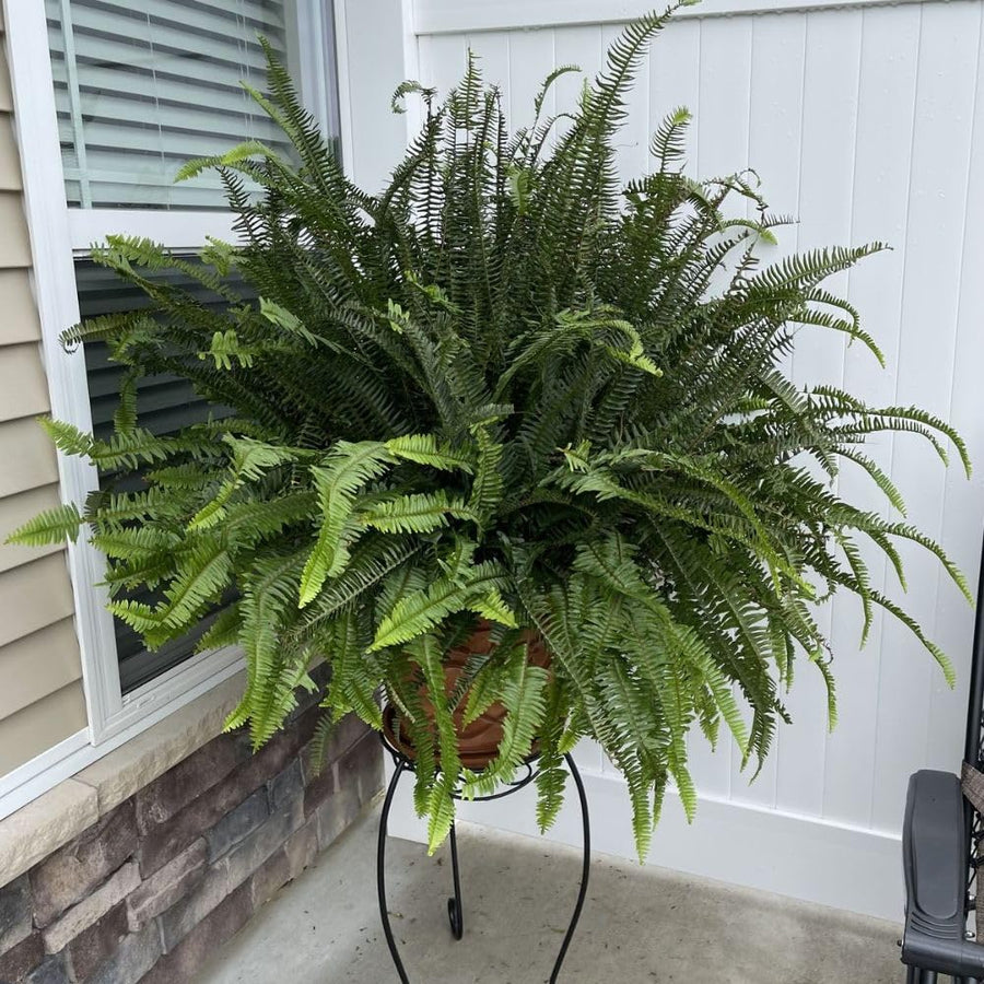 5 Lady Fern Rhizomes Plant, Fern Roots for Planting, Hardy Perennial Shade Garden Flowers