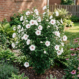 White Rose of Sharon Live Plant in Quart Pot, Althea Hibiscus Flowering Shrub for Outdoor Garden