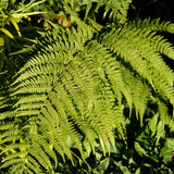 10 Lady Fern Rhizomes, Hardy Perennial Fern Plants for Garden, Fast-Growing Ferns Starter Roots