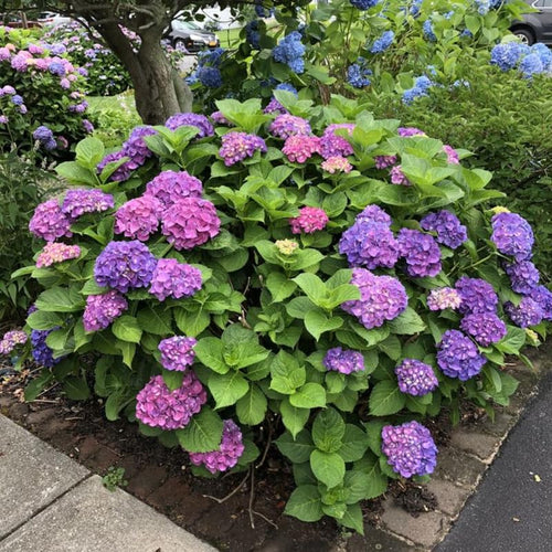 Hydrangea Plant, 5 to 7 Inch Tall Hydrangea Plants Live, Without Pot, Change Color Flowers Hydrangeas Bush Plant Outdoor Shade Garden, Colorful Flowers