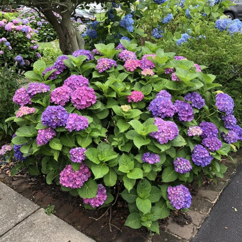 Blue Purple Hydrangea Plant, 5 to 7 Inch Tall Hydrangea Plants Live, Without Pot, Change Color Flowers Hydrangeas Bush Plant Outdoor Shade Garden, Colorful Flowers