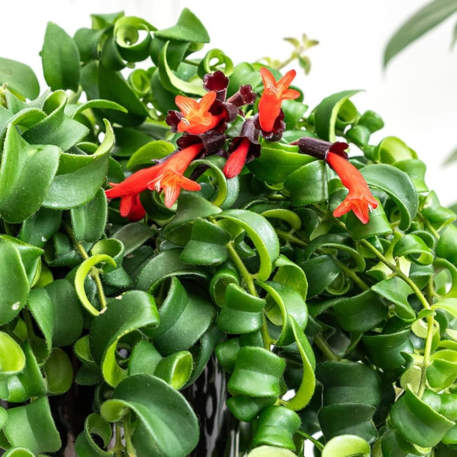 Aeschynanthus Curly Lipstick Plant Live, Starter Vine for Hanging Baskets Twisting Leaf Houseplant in 3-Inch Pot for Indoor Year-Round Planting