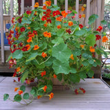 Nasturtium Plant, 4" Pot, Nasturtium Live Plants, Trailing Flower Vine Plants, Well Rooted