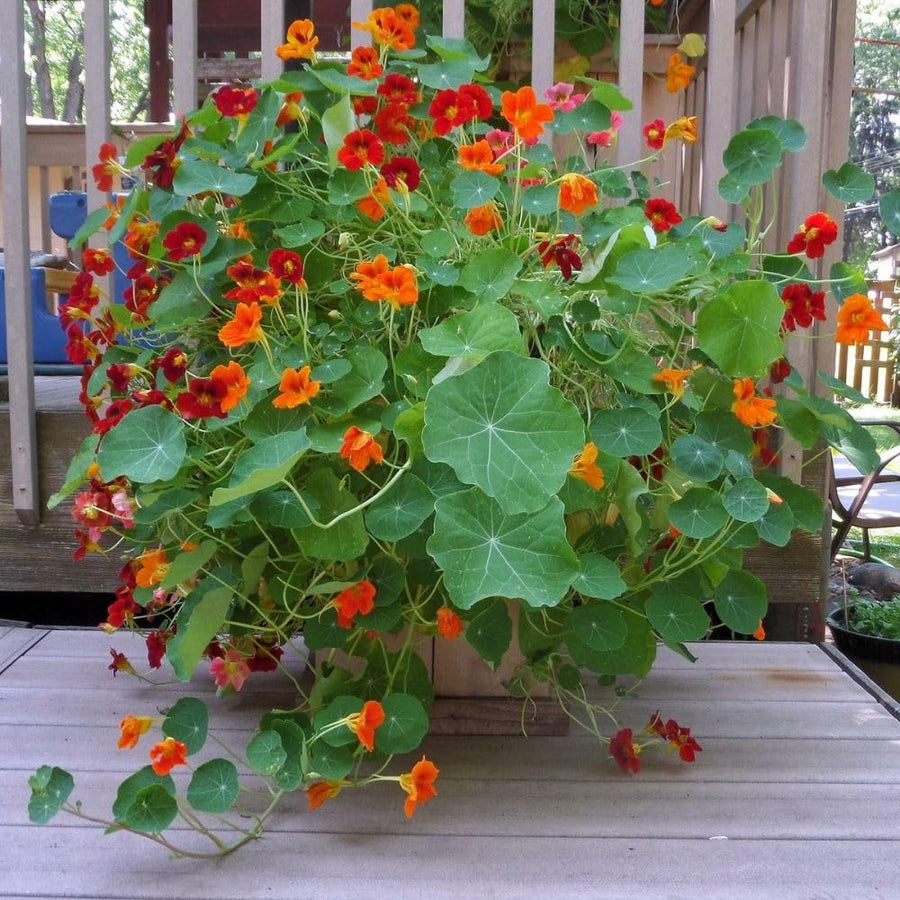 Nasturtium Plant, 4" Pot, Nasturtium Live Plants, Trailing Flower Vine Plants, Well Rooted